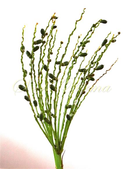  Female inflorescence bearing fruits